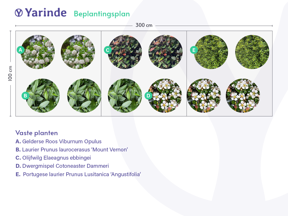 Voorbeeld border Wintergroen