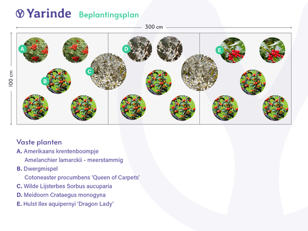 Combinatie voorbeeld beplantingsplan inheemse struiken border