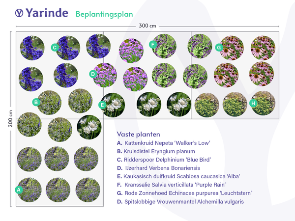 Border inspiratie tuinplanten echinacea zonnehoed online kopen