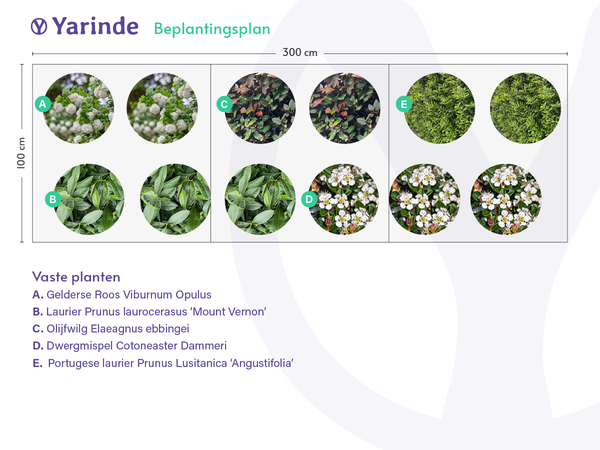 beplantingsplan voorbeeld border