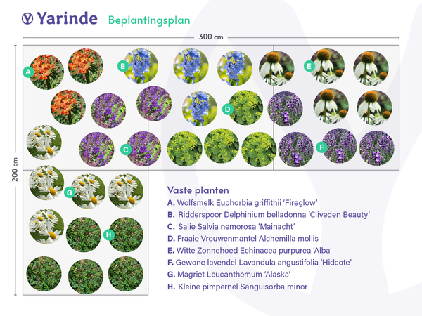 Delphinium combineren beplantingsplan voorbeeld