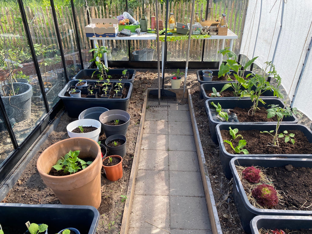 tuinkas met tomaten, komkommer en paprika planten
