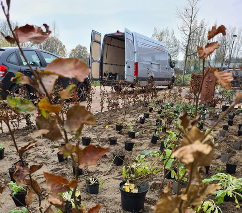 tuinplanten uitzetten in de tuin, waar komt wat te staan?