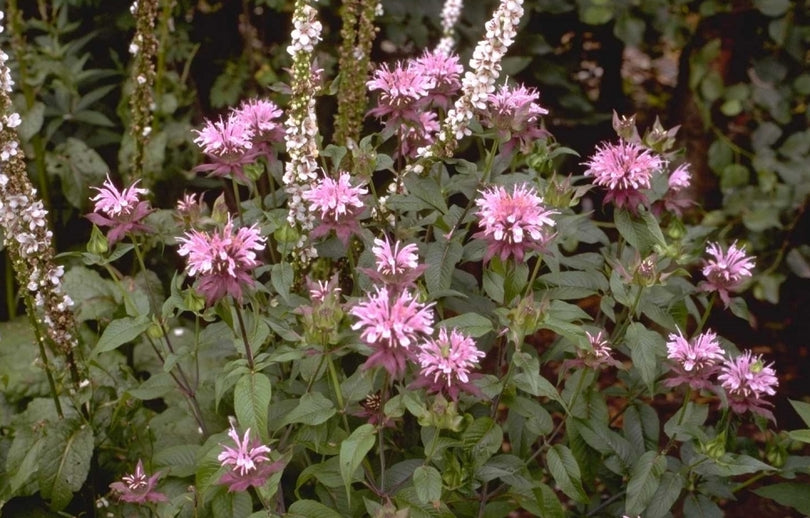 bergamontplant monarda