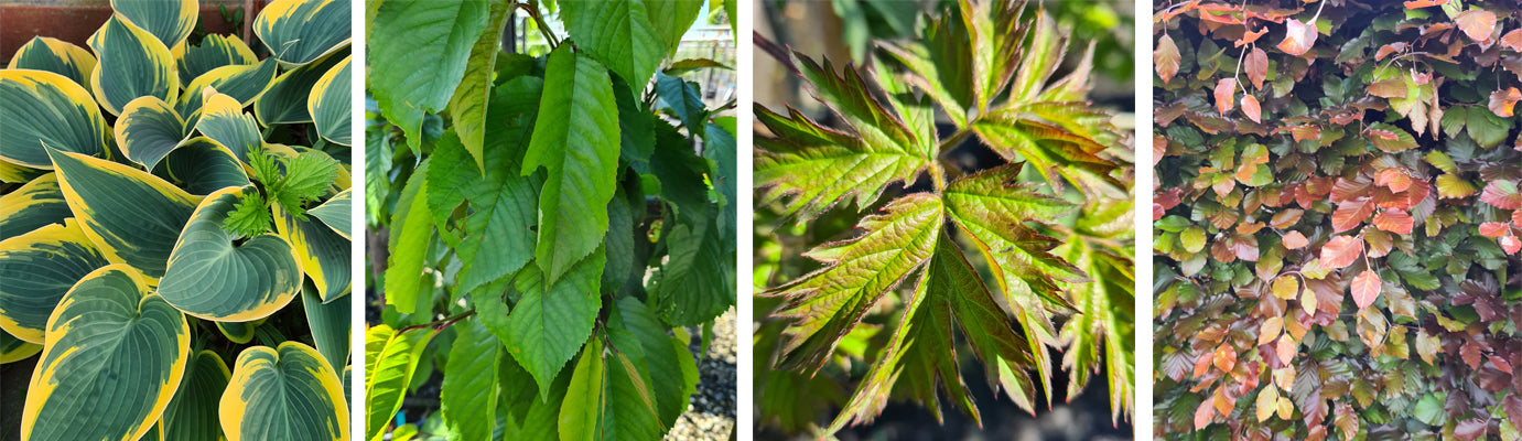 Bladstructuur van verschillende tuinplanten