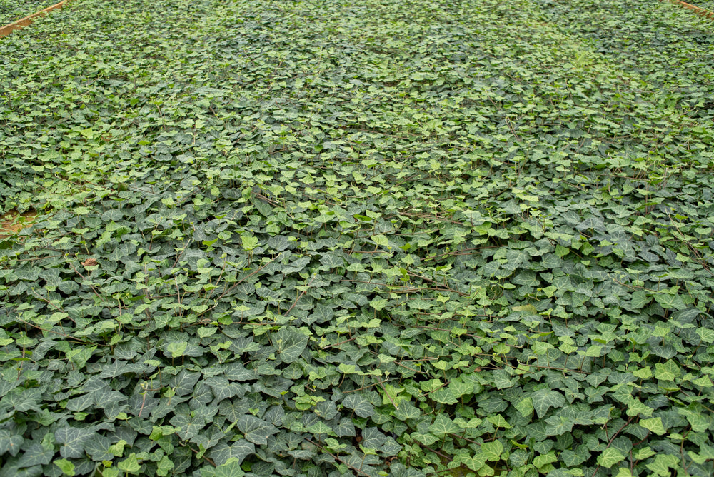 Hedera bodembedekker