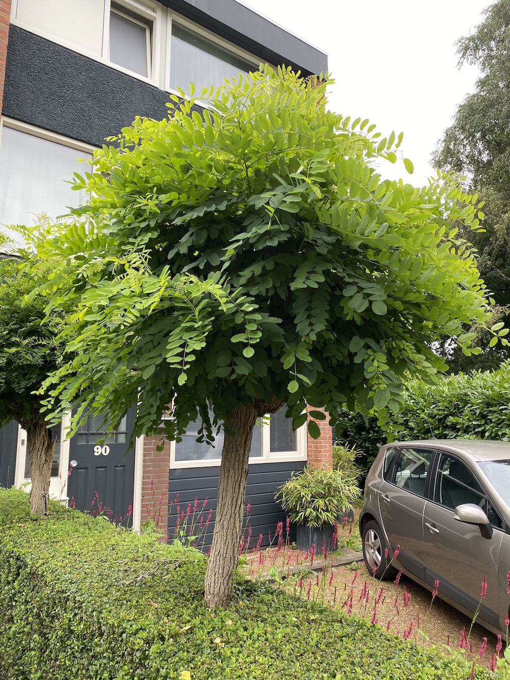 Bolacacia - Robinia pseudoacacia 'Umbraculifera'