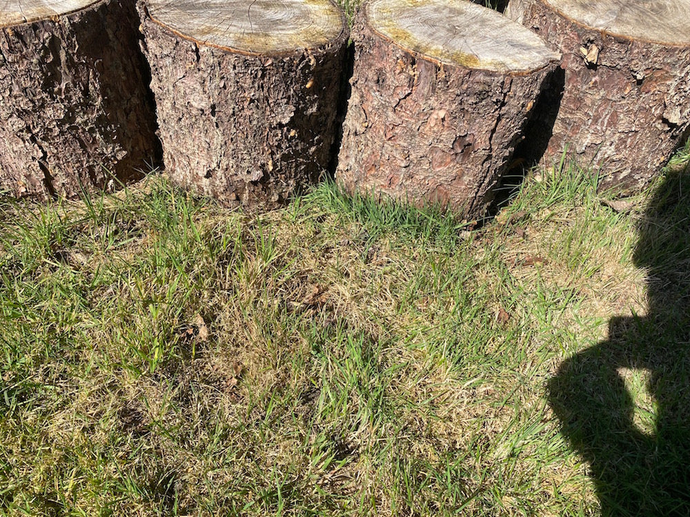 borderrand van staande boomstammetjes