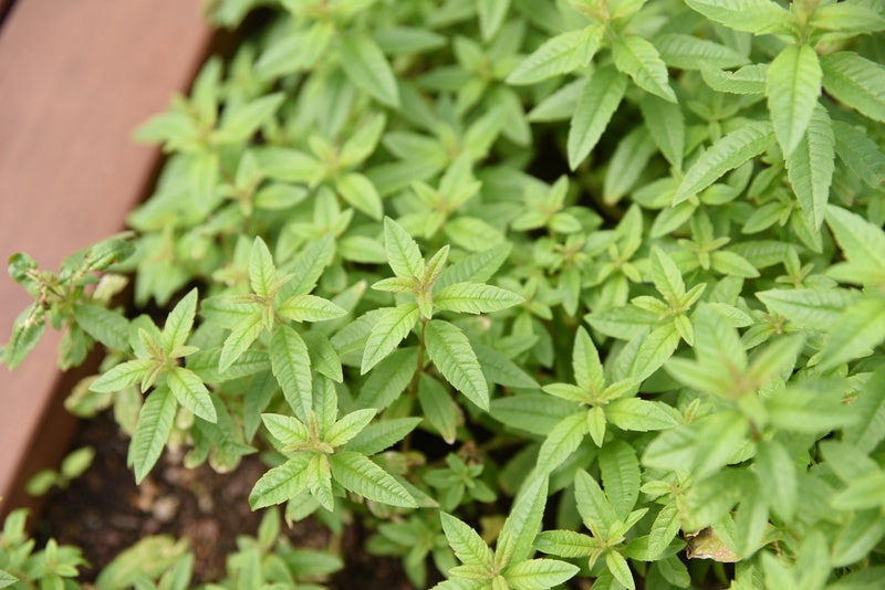 Citroen verbena voor kruiden thee uit eigen tuin