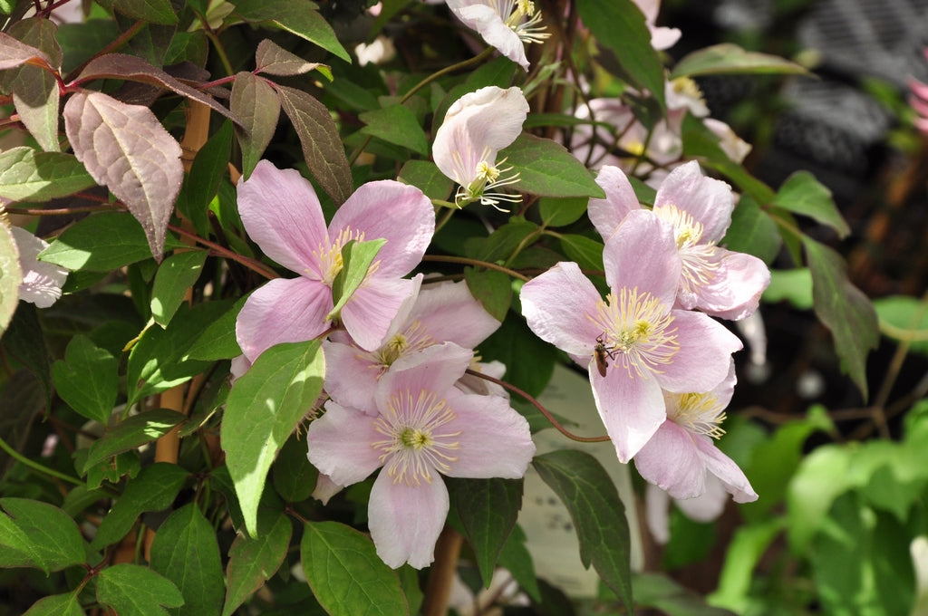 Clematis - mayleen