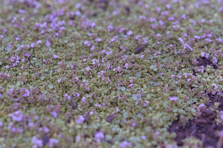 beloopbare tuinplanten corsicaanse munt