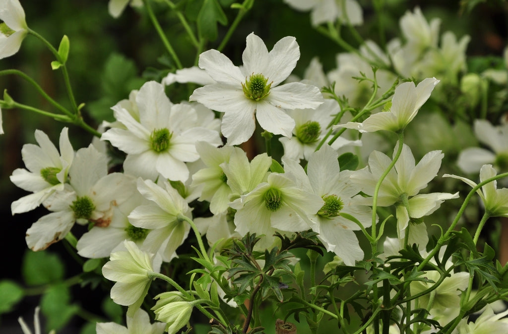 Clematis Early Sensation