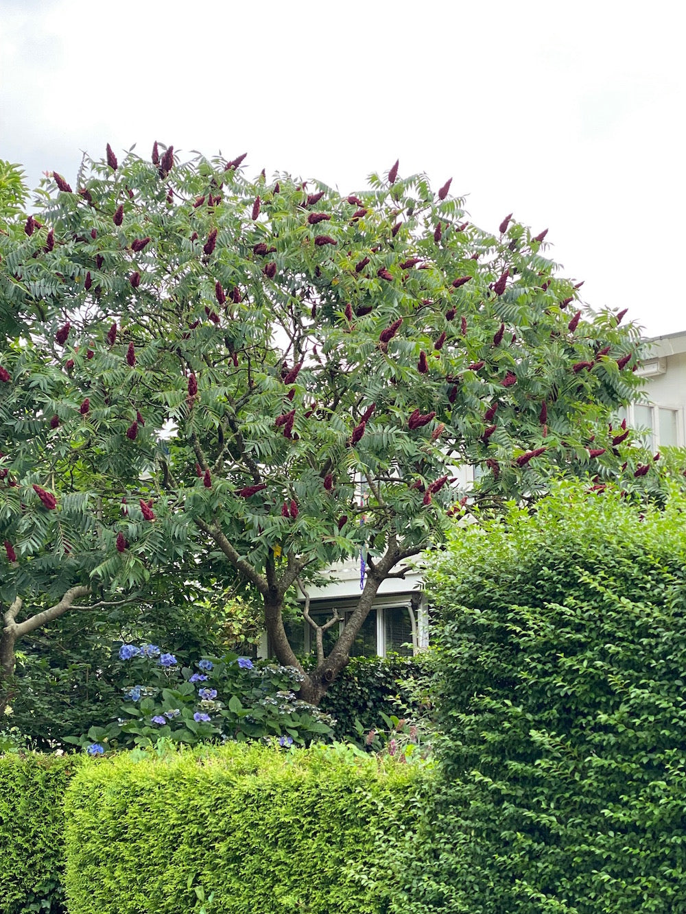 fluweelboom rhus TYPHINA sumak