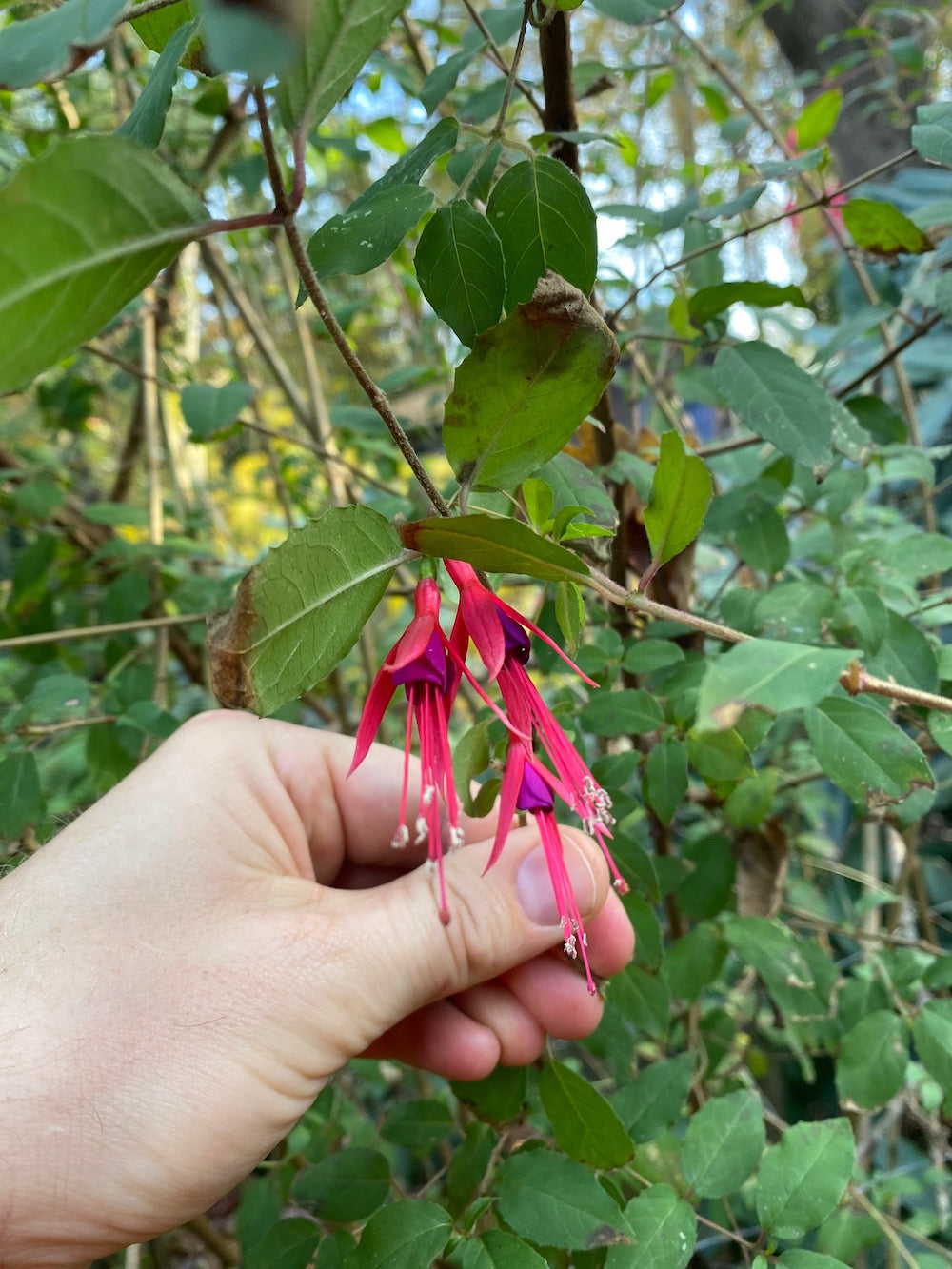 Fuchsia-Blüten