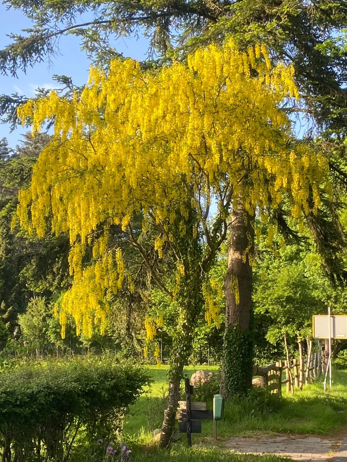 Bastaard Goudenregen