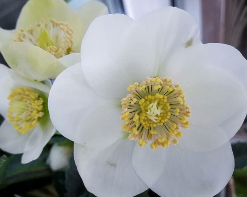 Helleborus - Kerstroos