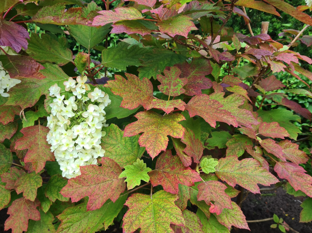 Herfstkleuren