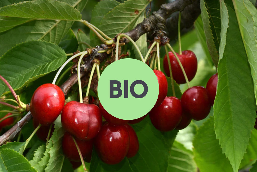 bio fruitbomen en fruitstruiken