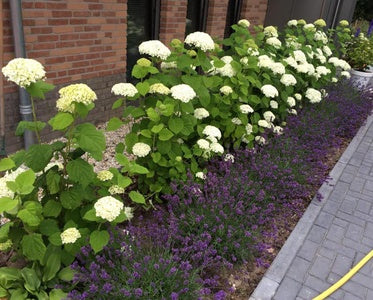 Borderpakket Carlijn - hortensia