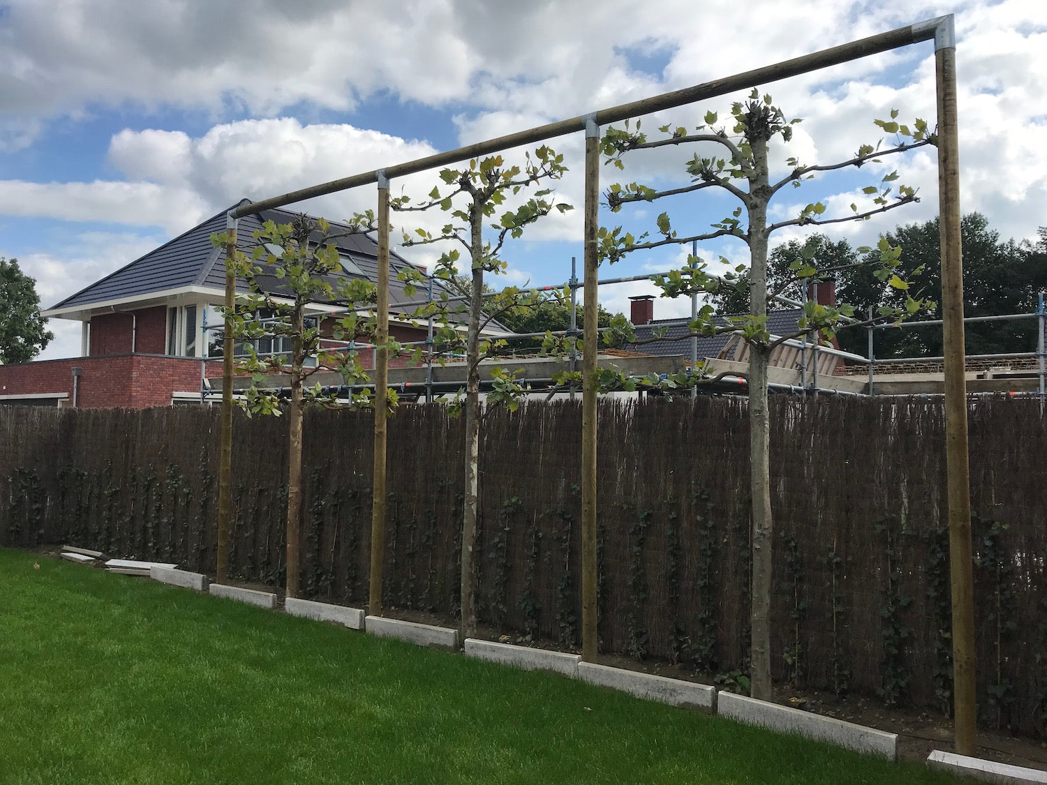 houten frame voor leibomen