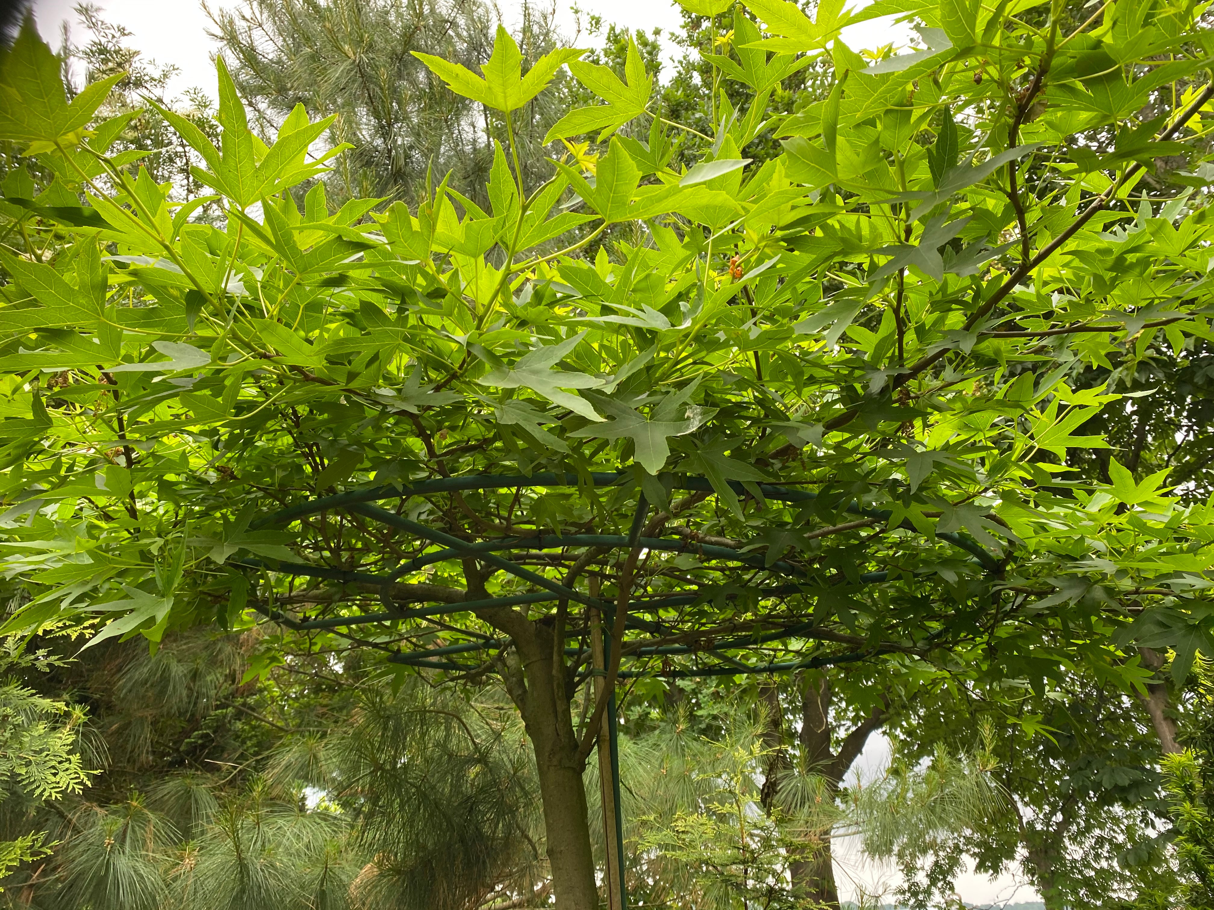 amberboom dakvormen aanplanten tuin