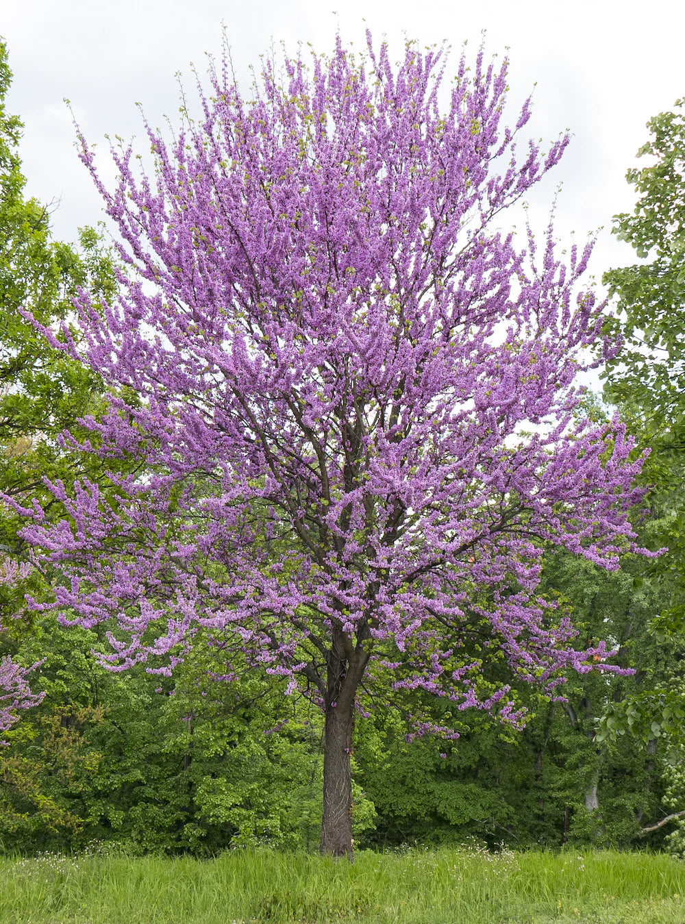 Judasboom - Cercis siliquastrum