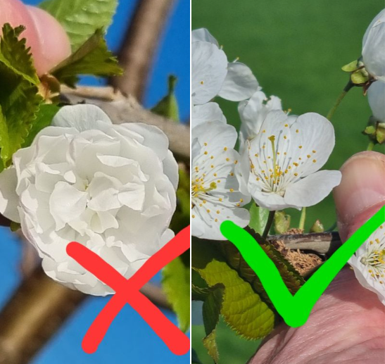 bloemen met kelkblaadjes (links) vs meeldraad en stamper (rechts)