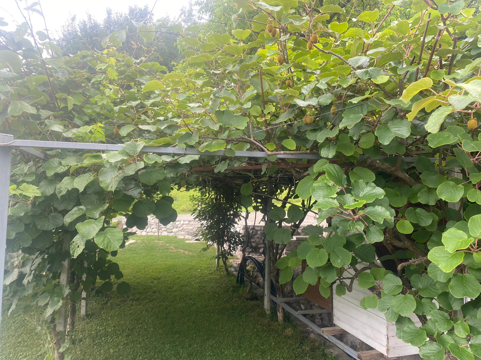 kiwi heester Actinidia deliciosa 'Atlas' pergola beplanten