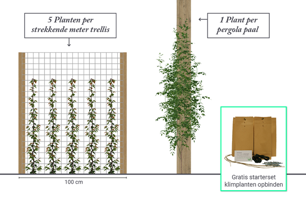 Hoeveel klimplanten per meter?