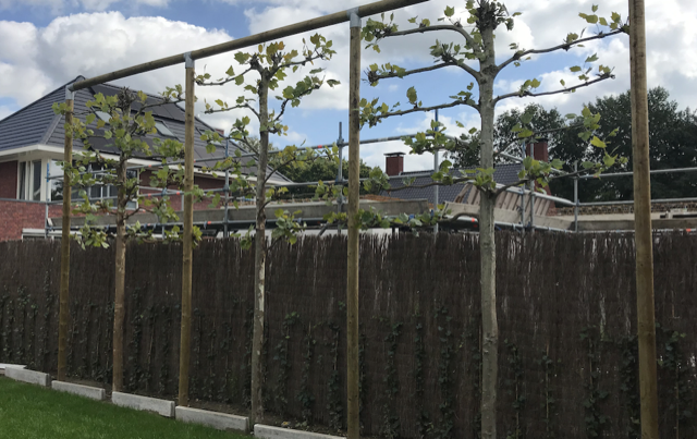 leibomen begeleiden met houten palen en staaldraad