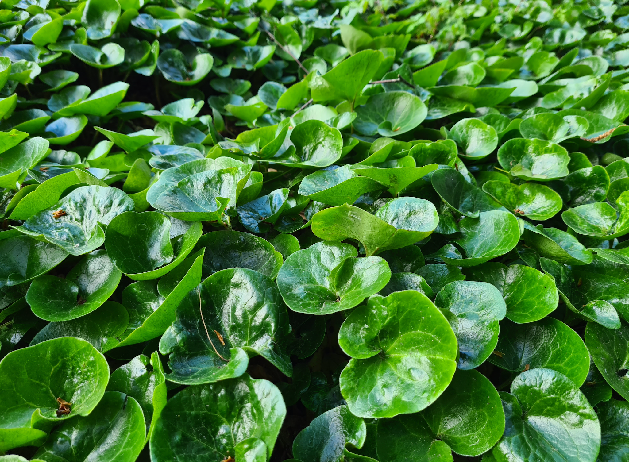 mansoor bodembedekker tuinplanten