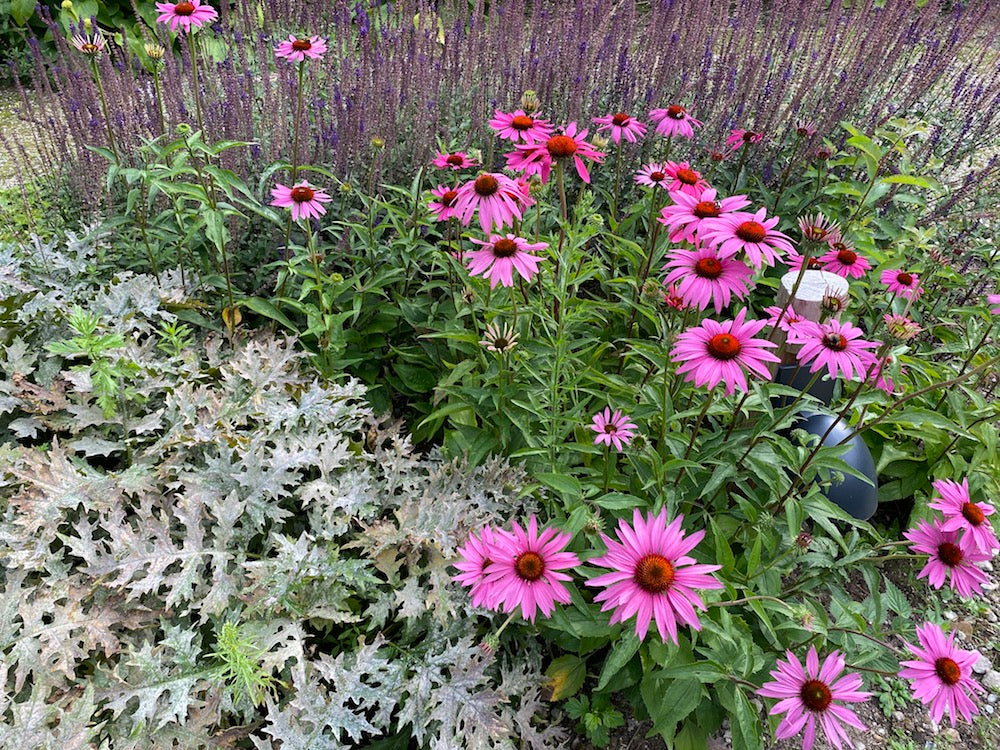 mooie opbouw borders tuin met groepjes planten