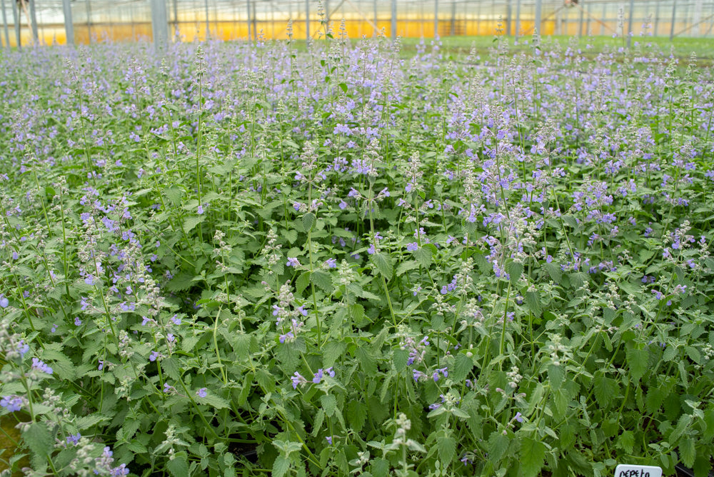 Kattenkruid nepeta bodembedekker