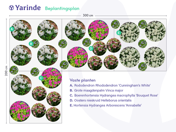 voorbeeld border beplantingsplan