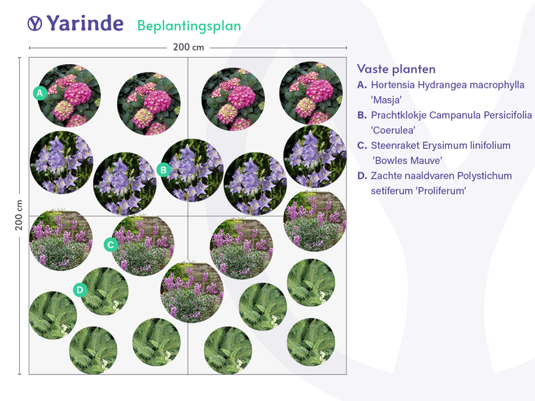 voorbeeld tuinborder yarinde tuinplanten schaduwtuin