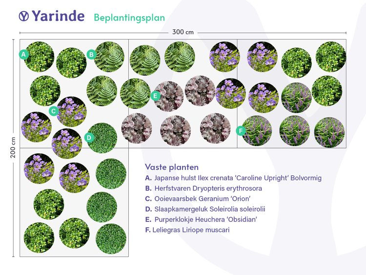 Voorbeeld borders tuin schaduw beplantingsplan