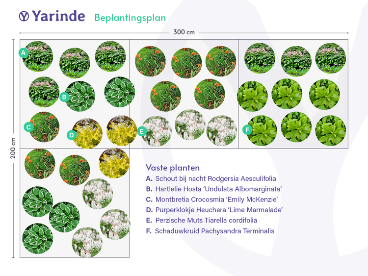 Voorbeeld beplantingsplan voor schaduwborders kopen online inspiratie tuin