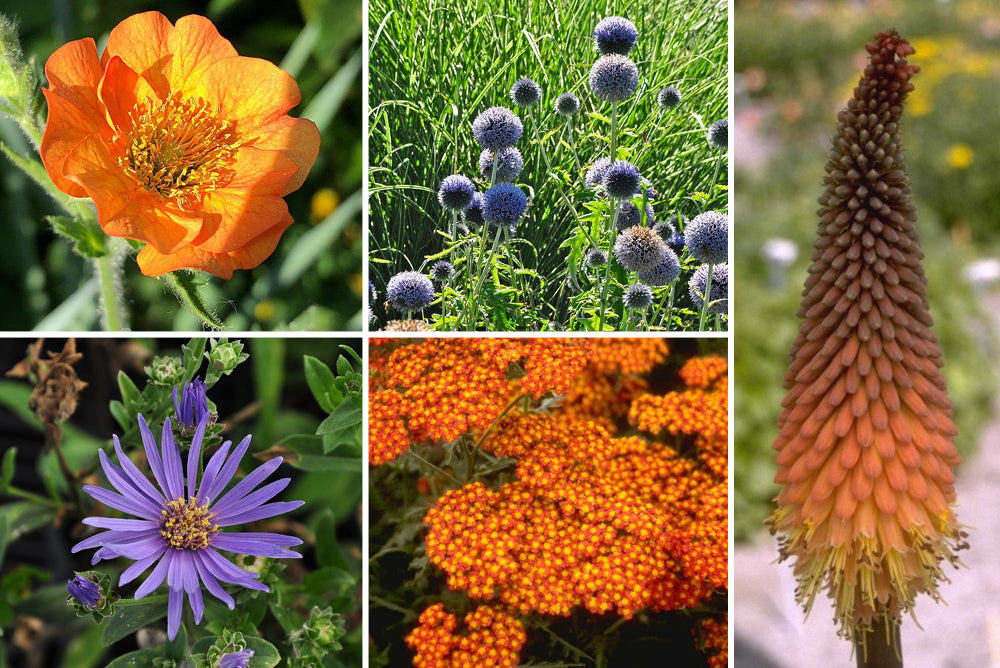 borderpakketten paars blauw oranje