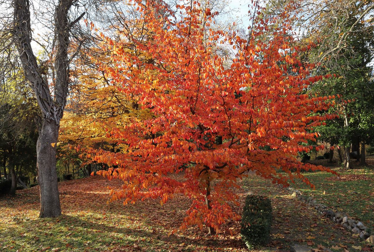 Perzisch ijzerhout - Parrotia persica compacte boom