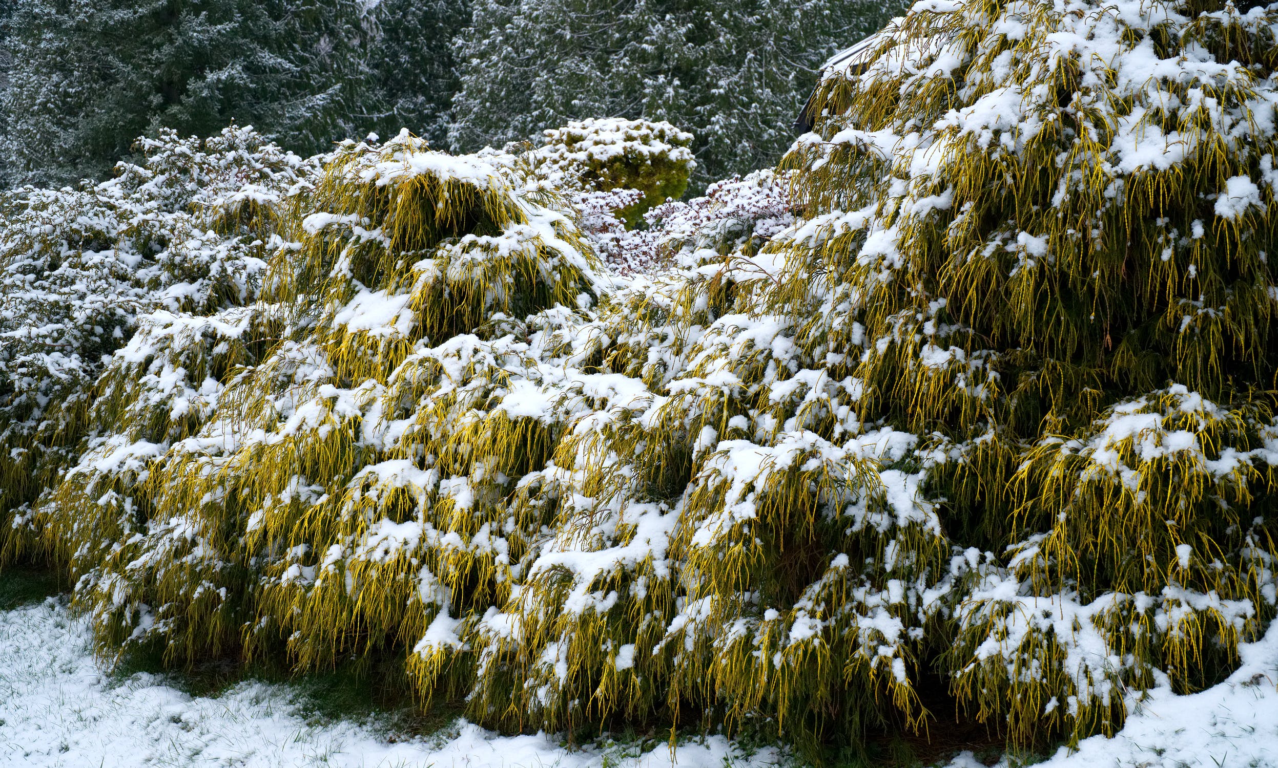 Wintergarten