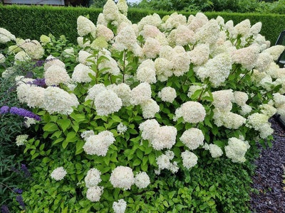 Pluimhortensia