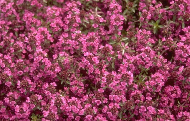 thymus tijm