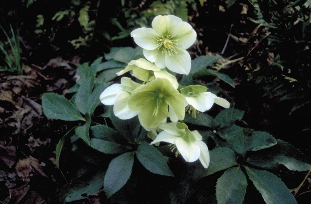 Helleborus - Kerstroos