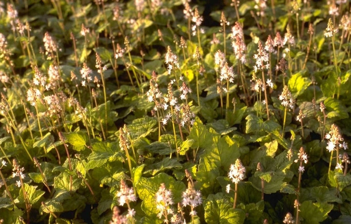 schuimbloemen als bodembedekker