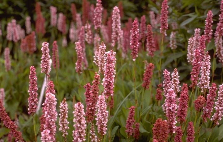 duizendknoop tuinplanten