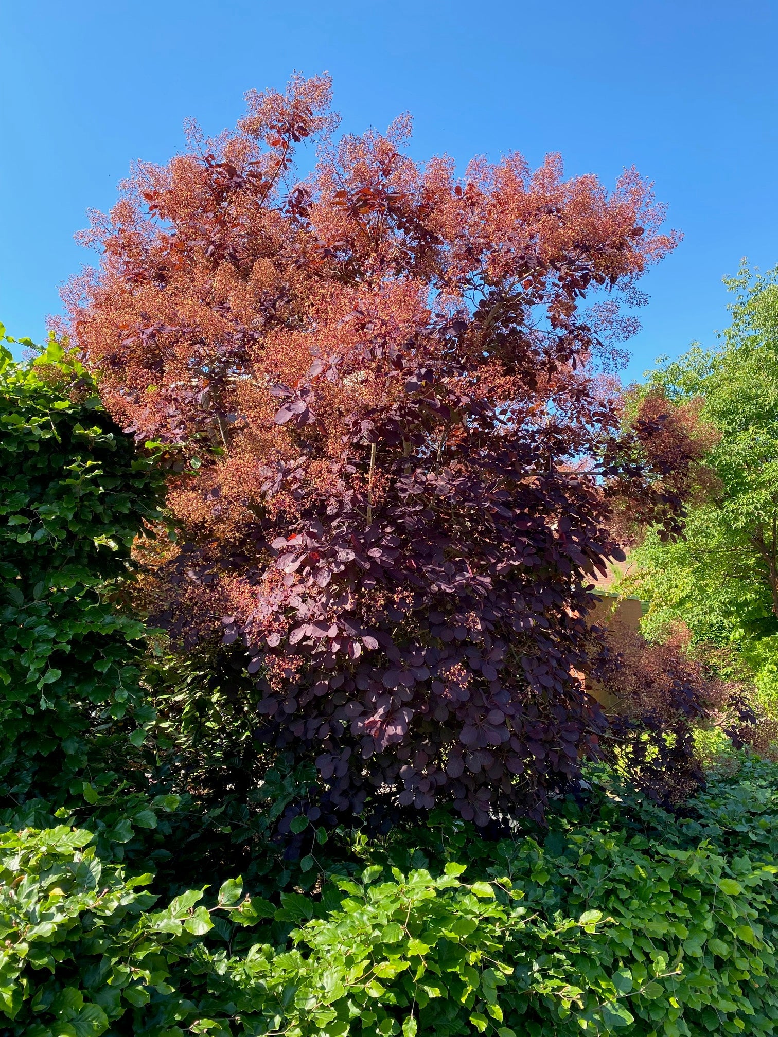 Rode Pruikenboom Cotinus coggygria 'Royal Purple'