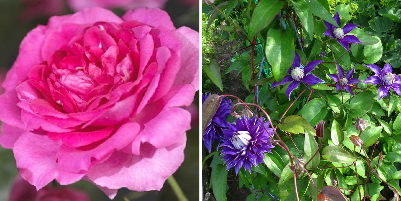 Rosa 'Pink Climber' icm Clematis 'Multi Blue'