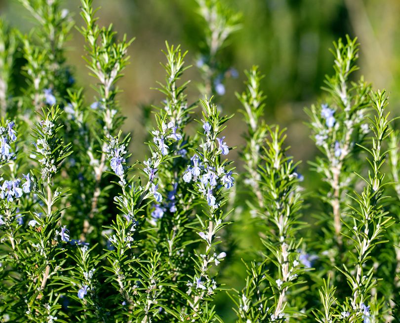 rozemarijn thee uit eigen tuin / plant