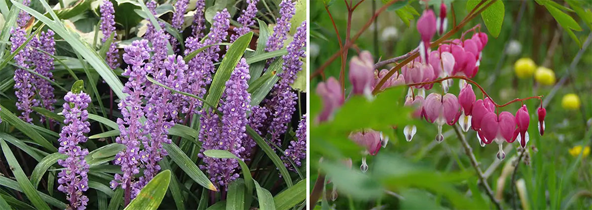 SChaduwplanten