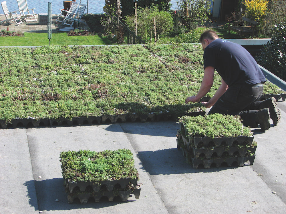 groene dak cassettes aanleggen sedumdak